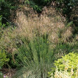 Stipa Plants