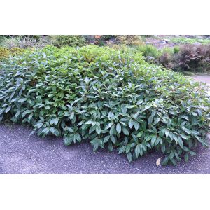 Viburnum Plant
