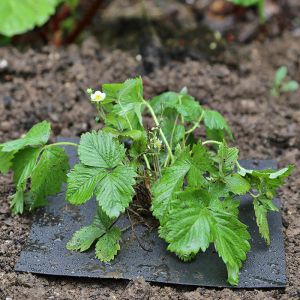 Weed Control Mat