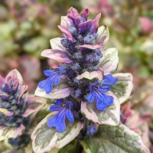 Ajuga Plants