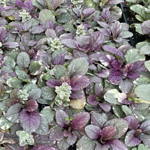 Ajuga Plants