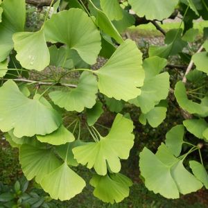 Ginkgo Tree