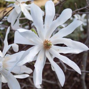 Magnolia Stellata Tree