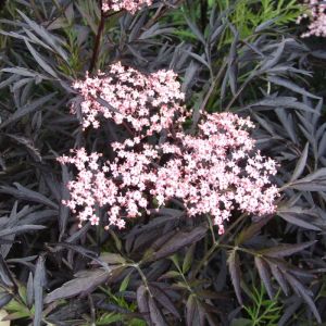 Sambucus Plant