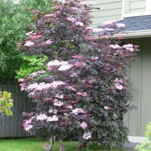 Sambucus Plant