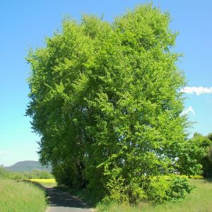 Aspen Tree