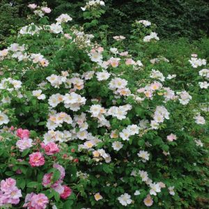Wild Rose Hedging Plants