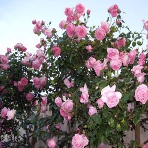 Climbing Roses