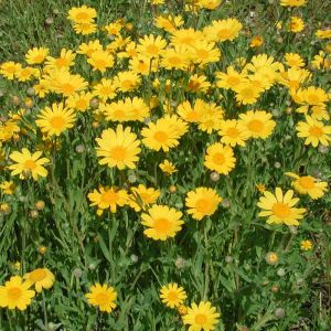 Corn Marigold Seeds