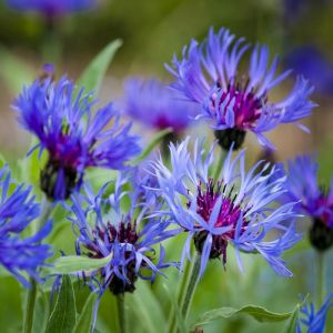 Cornflower Seeds