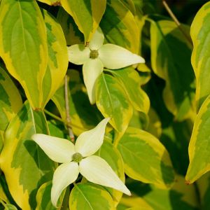 Cornus Kousa Tree