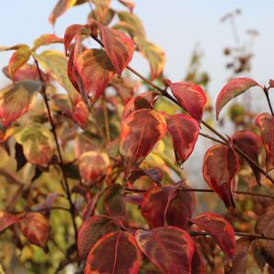 Cornus Kousa Tree