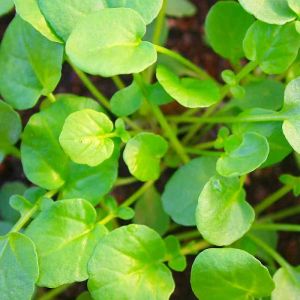 Cress Seeds