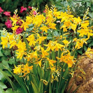 Crocosmia Bulbs