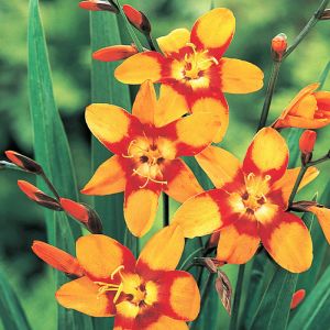 Crocosmia