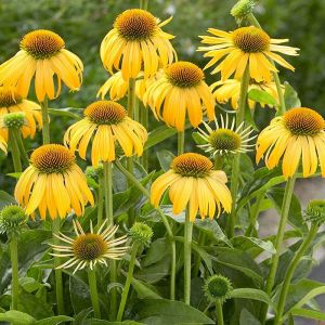 Yellow Echinacea Roots