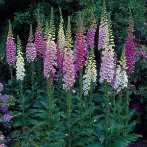 Foxglove Seeds