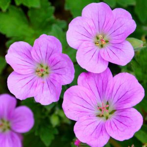 Geranium Plants