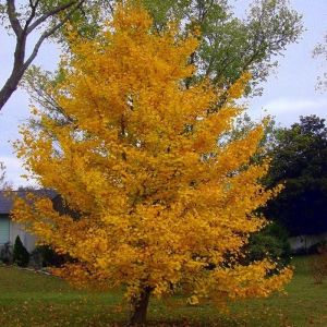 Ginkgo Tree