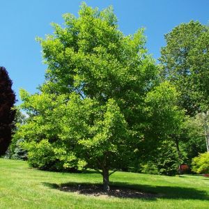 Ginkgo Tree