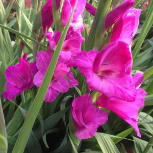 Gladioli Bulbs