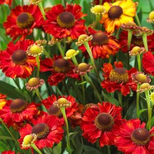 Helenium Bulbs