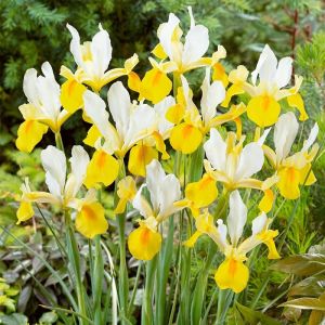 Iris Bulbs