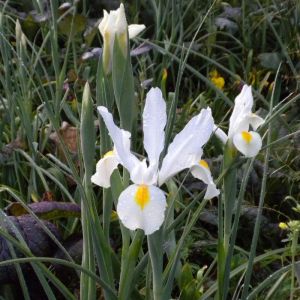 White Iris Bulbs