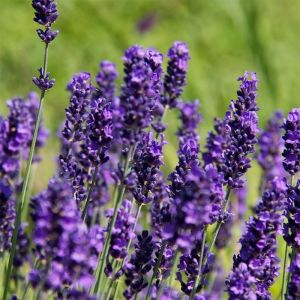 Lavender Plants