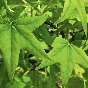 Liquidambar Tree