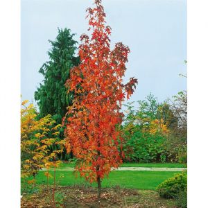 Liquidambar Tree