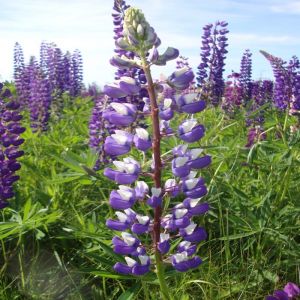 Lupin Bulbs