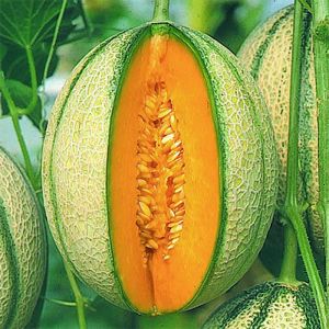 Melon Seeds