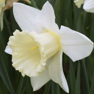 Daffodil Bulbs