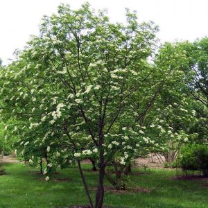 Mountain Ash Tree