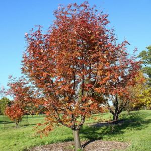 Mountain Ash Tree