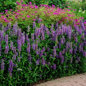 Nepeta Seeds