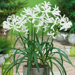 Nerine Bulbs