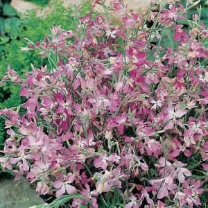 Night Scented Stock Seeds