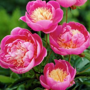 Peony Bulbs