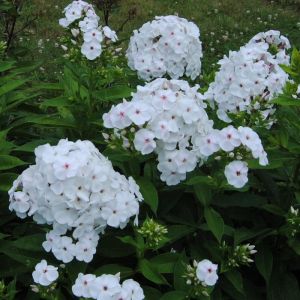 Phlox Roots