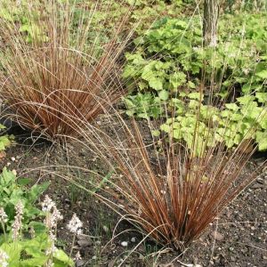 Carex Grass Plants