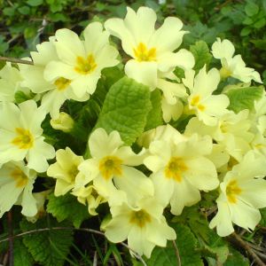 Primrose Seeds