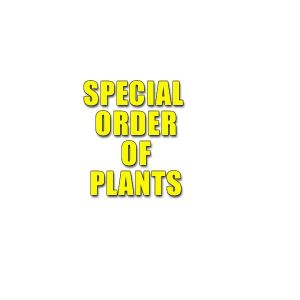 Generic Plants