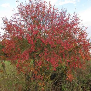 Spindle Tree