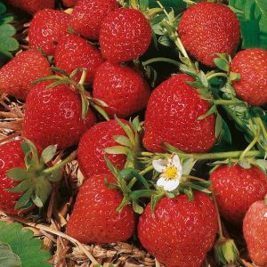 Strawberry Plants