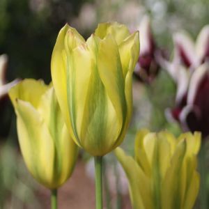 Tulip Bulbs