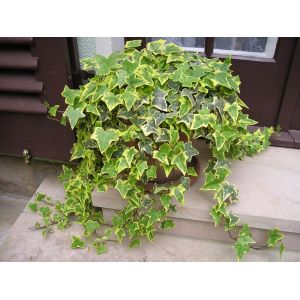 Variegated Ivy Plants