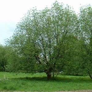 Willow Tree