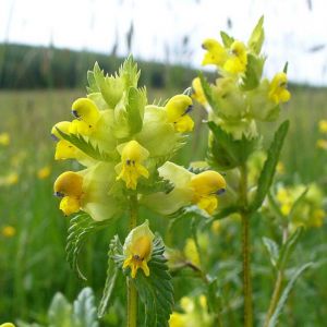 Yellow Rattle Seeds